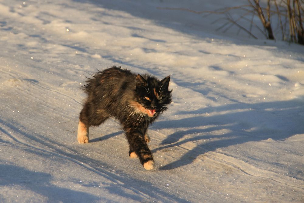 Photograph by Светлана Карнаух