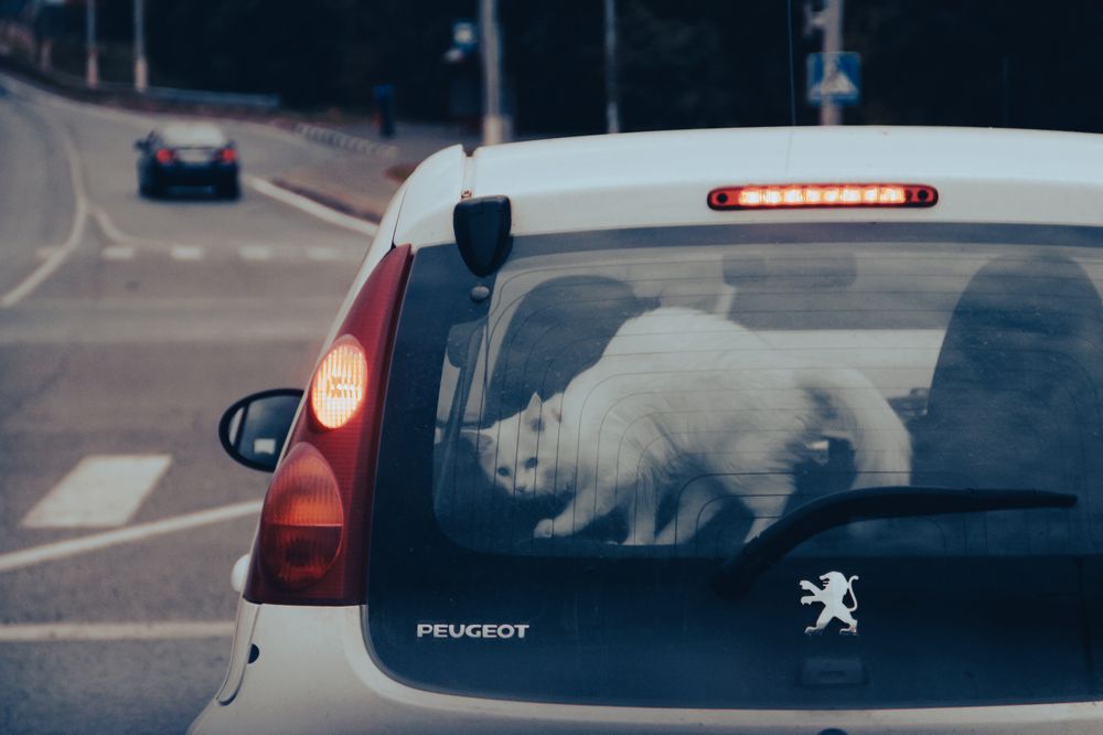 Photograph by Светлана Карнаух