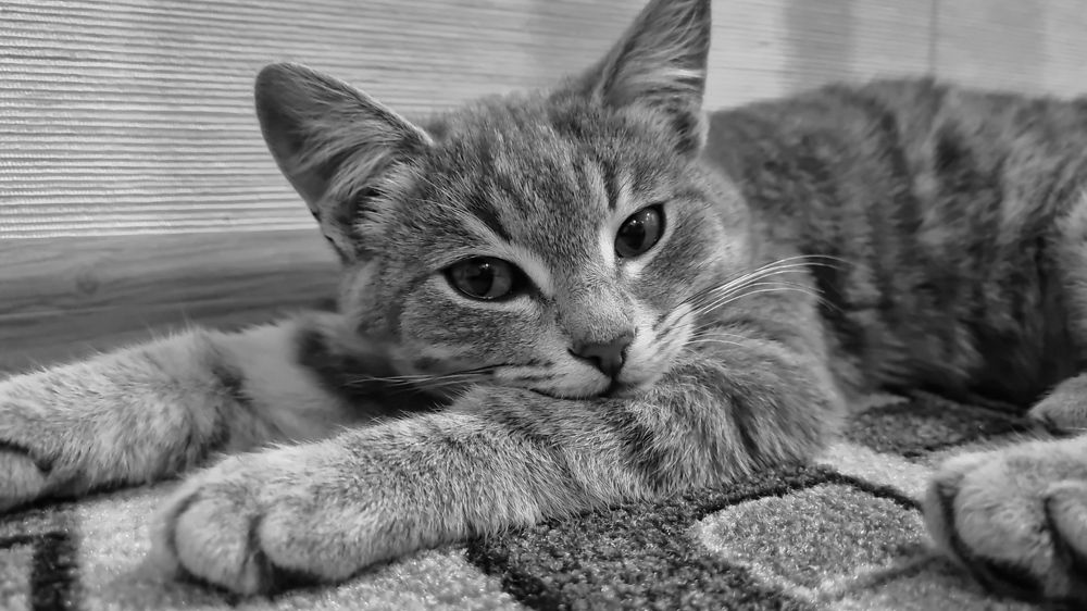 Photograph by Ирина Герлин