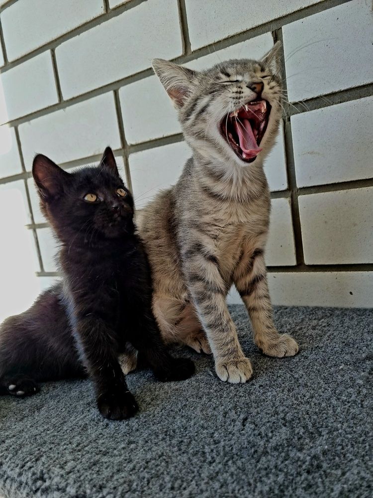 Я так не умею