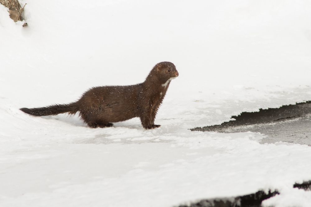 Норка на охоте