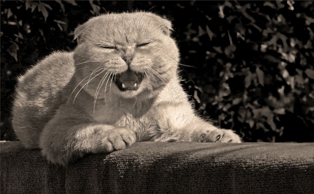 Ария вислоухого