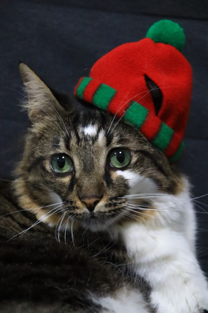 Фотография автора Olga Lavrenchuk