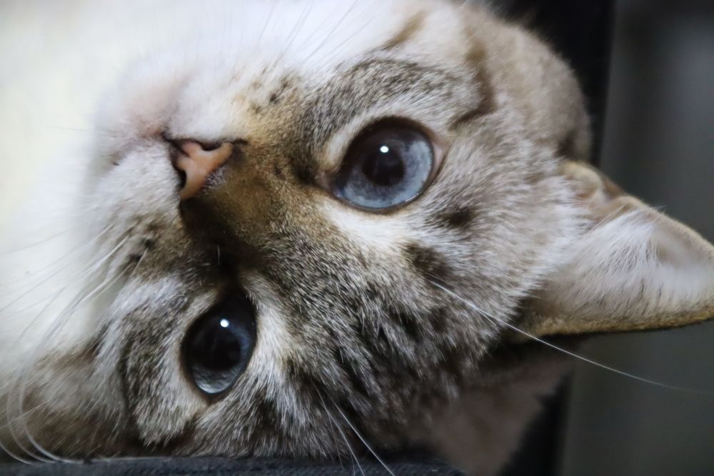 Фотография автора Olga Lavrenchuk