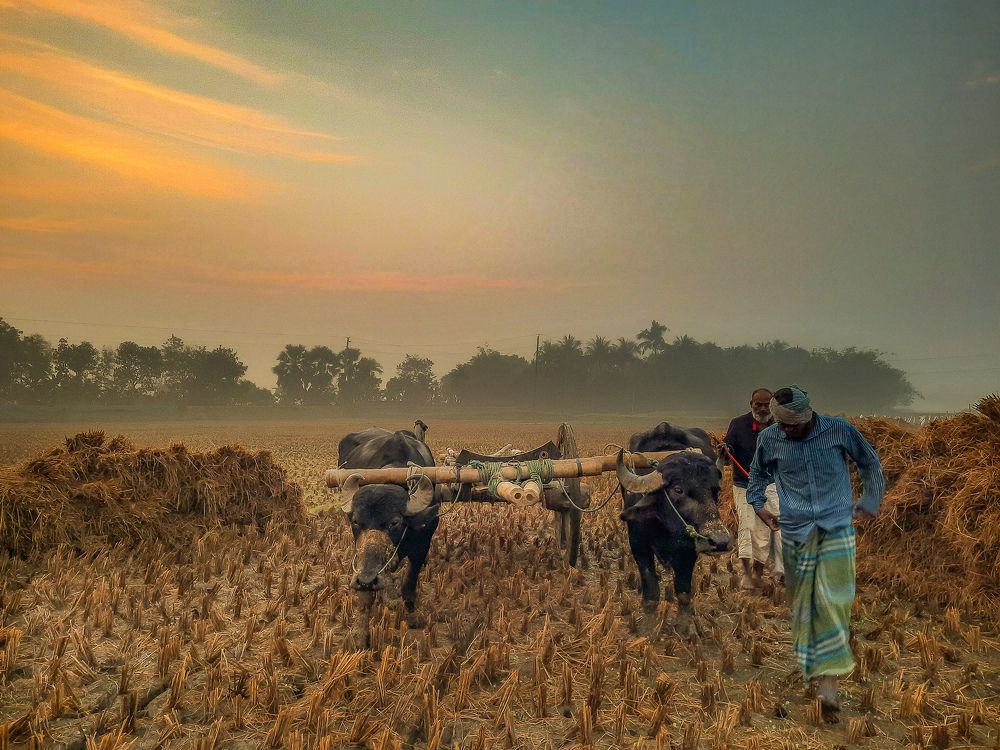 #farmer A Bangladeshi farmars winter morning.