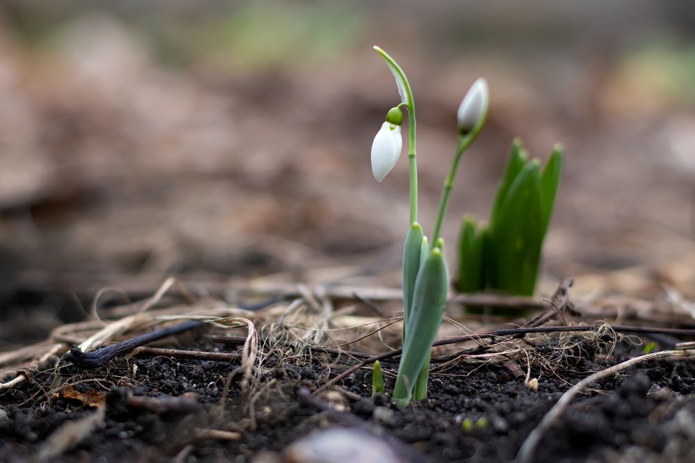 Photograph by Бистра Стоименова