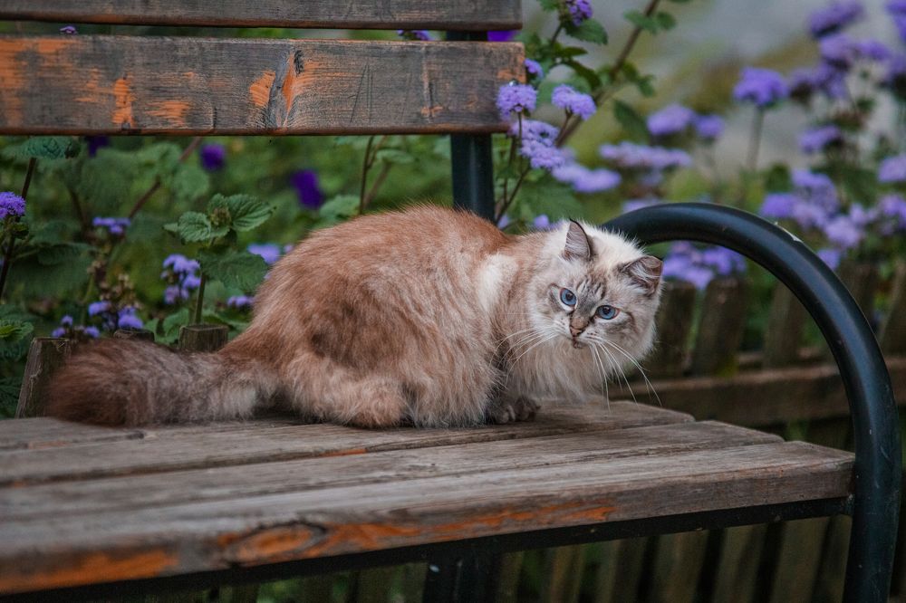 Лазурь в глазах