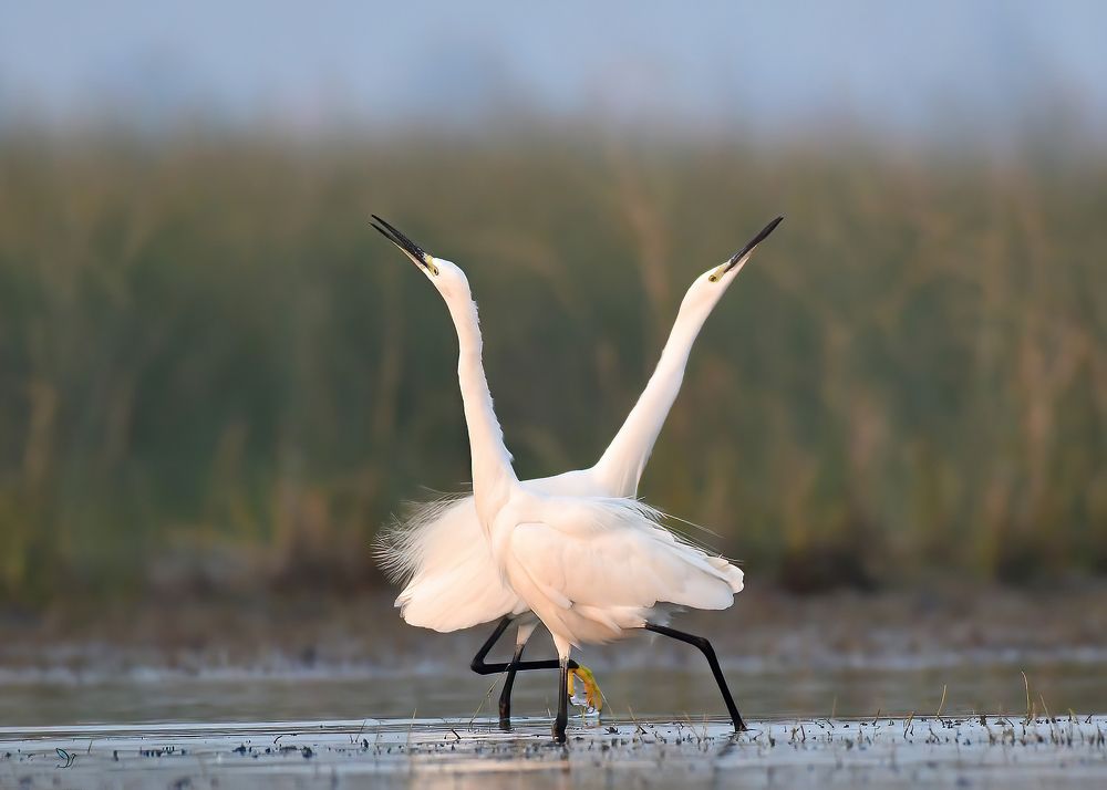 Photograph by Abhijeet Phalsankar