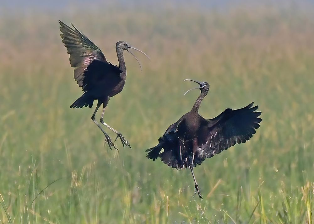 Photograph by Abhijeet Phalsankar