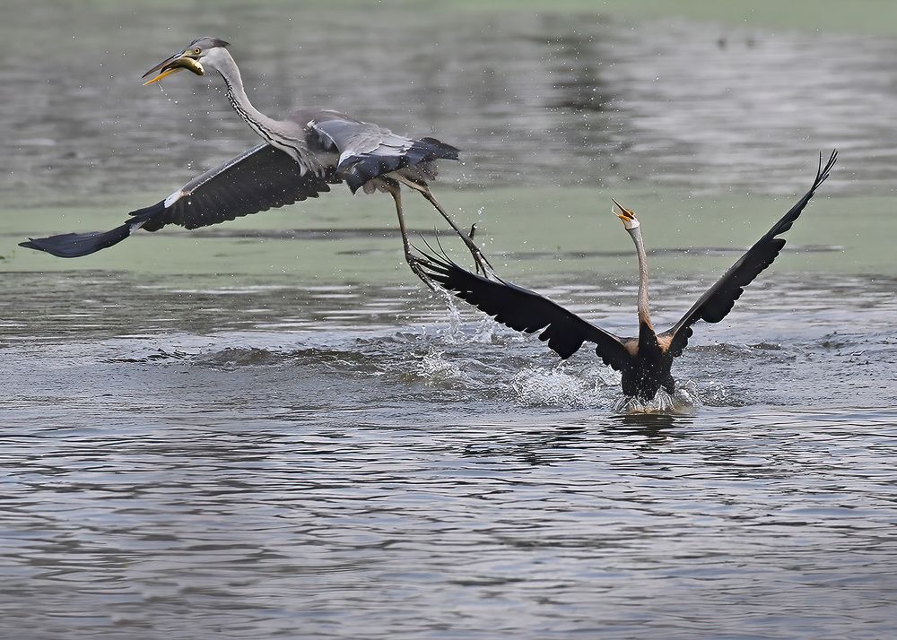 Photograph by Abhijeet Phalsankar