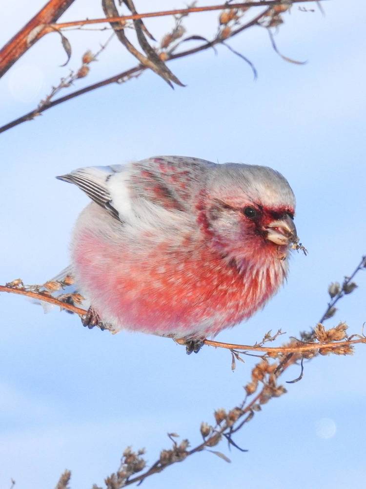 Урагус на кормлении