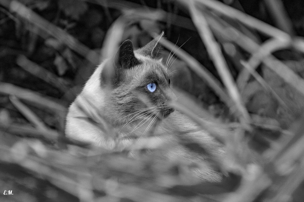 Photograph by Евгений Широких