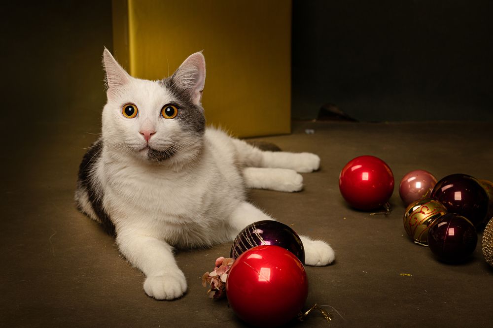 Photograph by Елена Гребенщикова