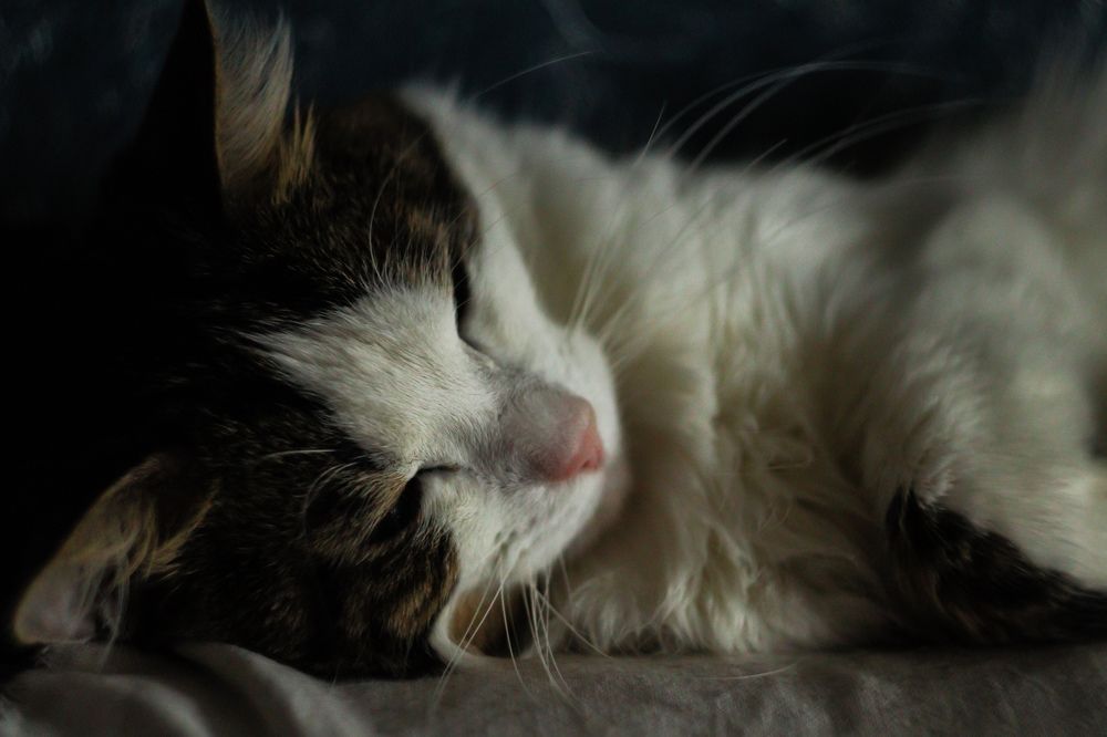 Photograph by Елена Квасова