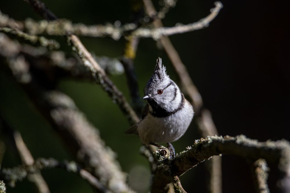 Photograph by Михаил Косяк