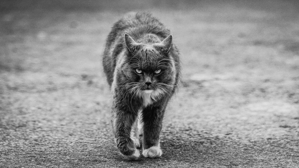 Photograph by Рома Янко