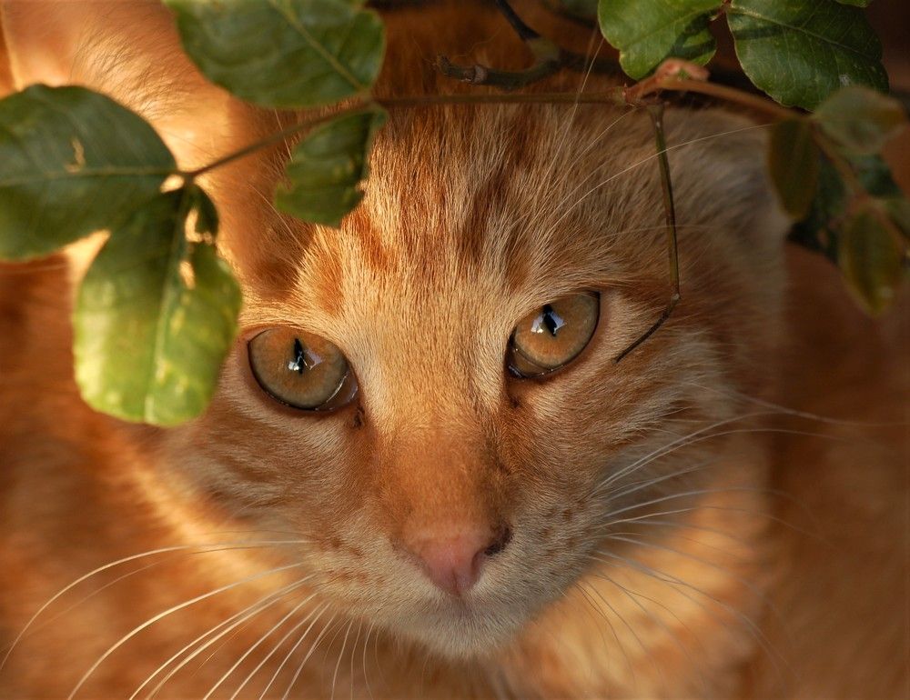 Фотография автора Ася Бабушкина