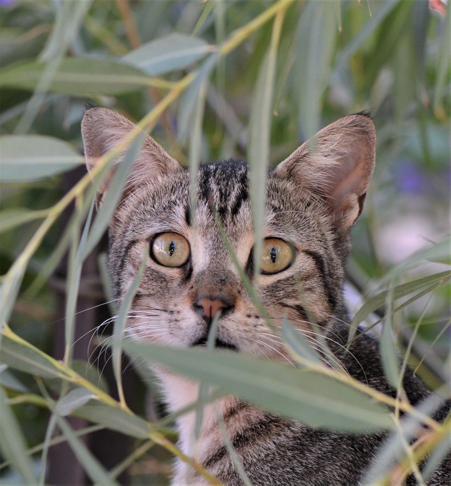 Фотография автора Ася Бабушкина