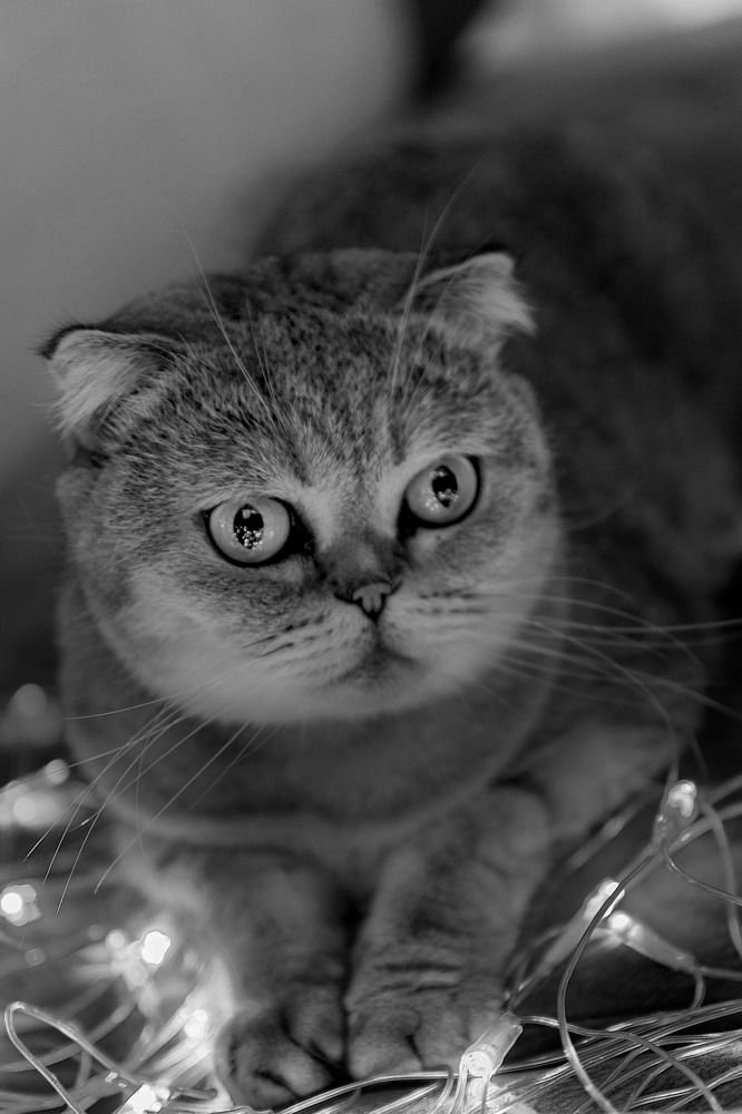 Photograph by Любовь Дворникова