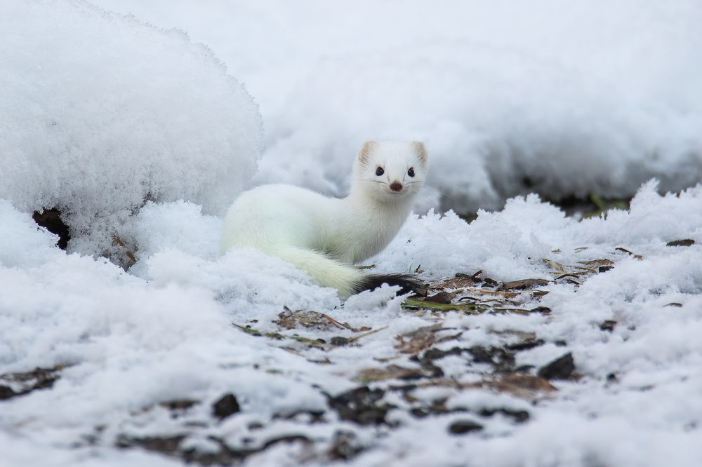 Photograph by Дина Нестеркова