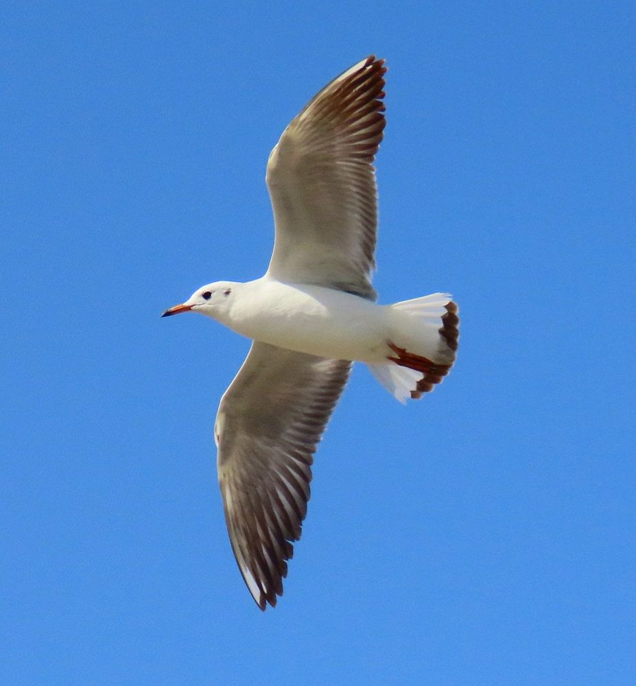 Photograph by mahboubeh moradalizadeh