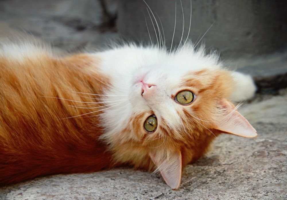 Photograph by Irina Radzinskaya