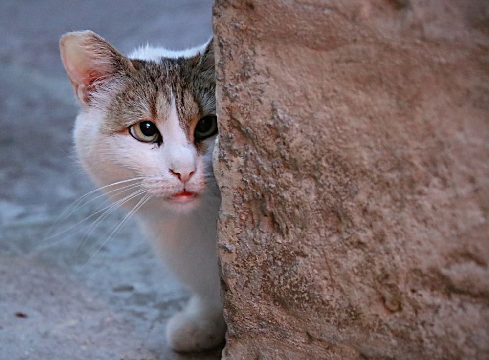 Photograph by Irina Radzinskaya