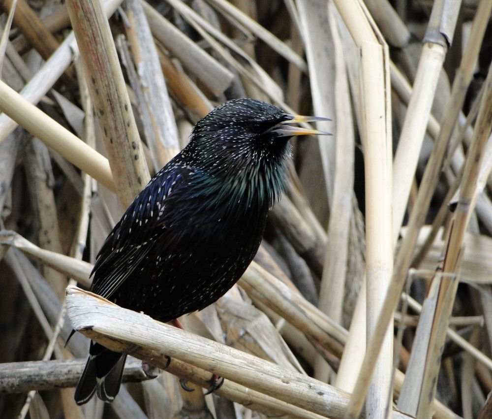 Photograph by Оксана Архипова