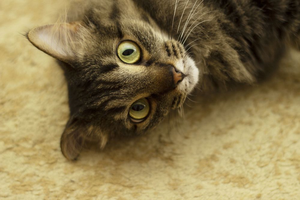 Photograph by Светлана Зотова