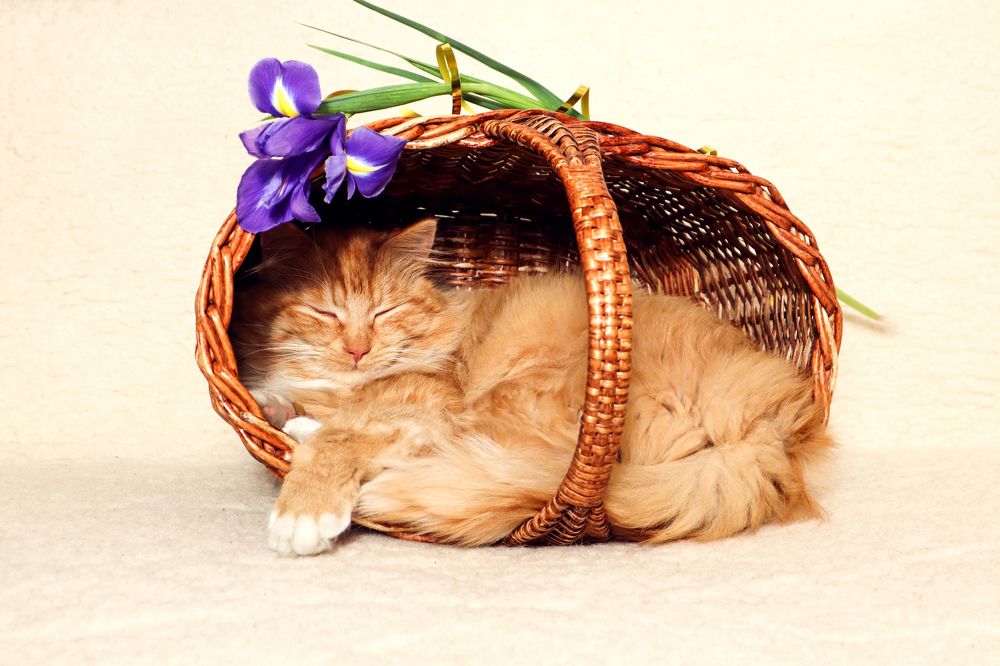 Photograph by Мария Самолевич