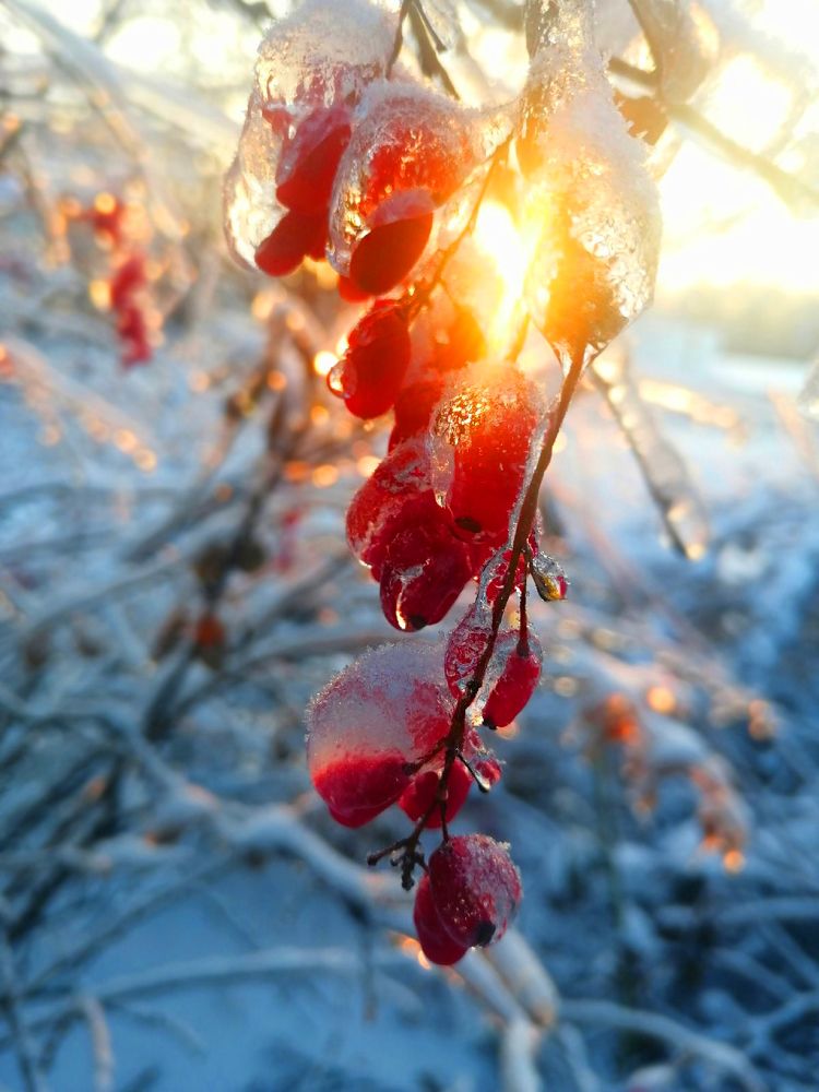 Морозная красота