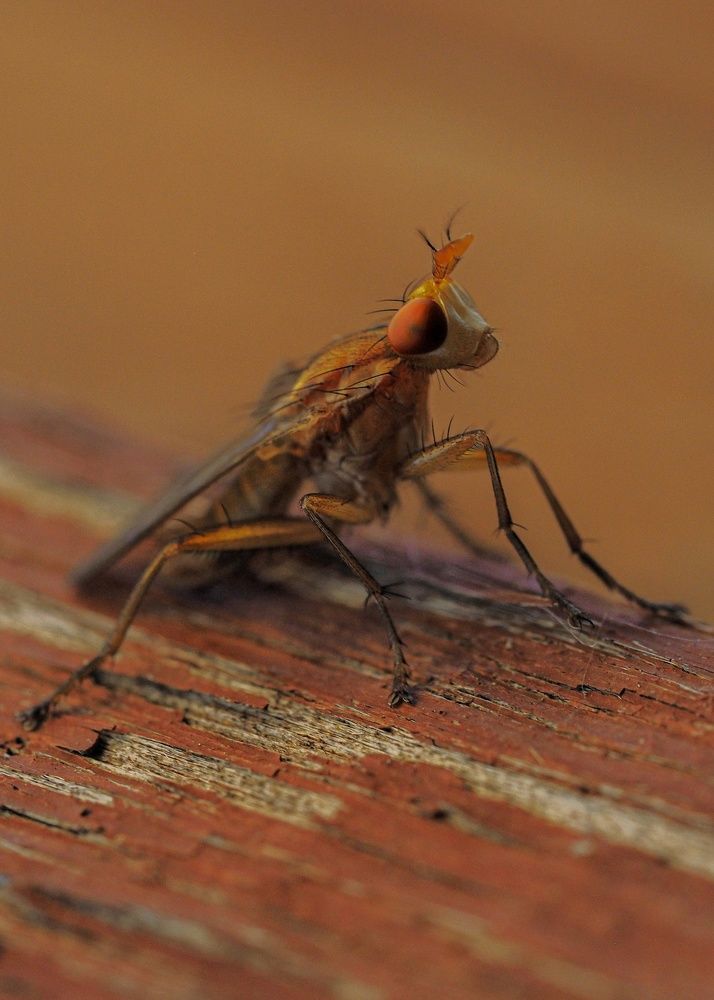 Photograph by Лейла Прощина