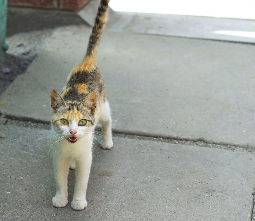 Photograph by Светлана Зотова