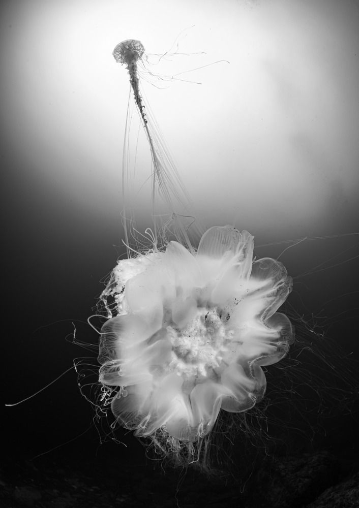 Фотография автора Ichinoseki Sayaka