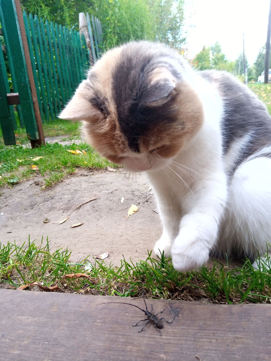 Photo #8674148