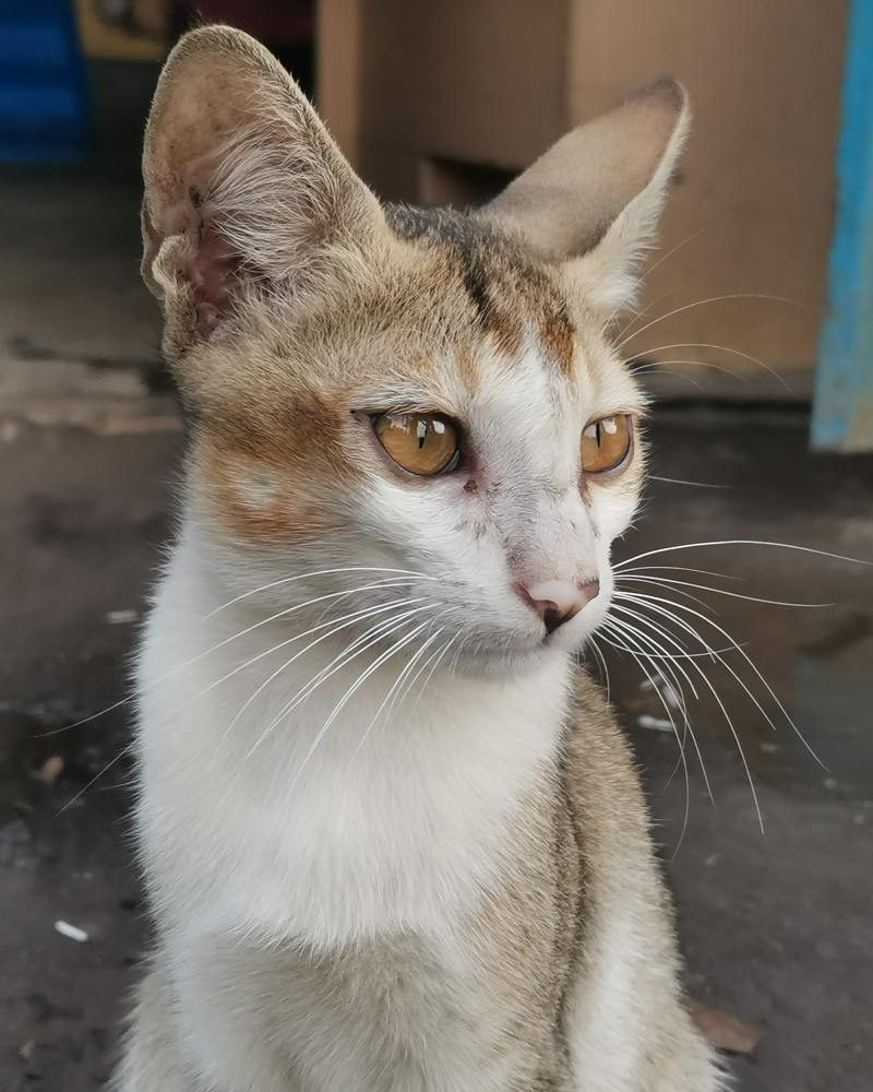 Photograph by Anil Yadav