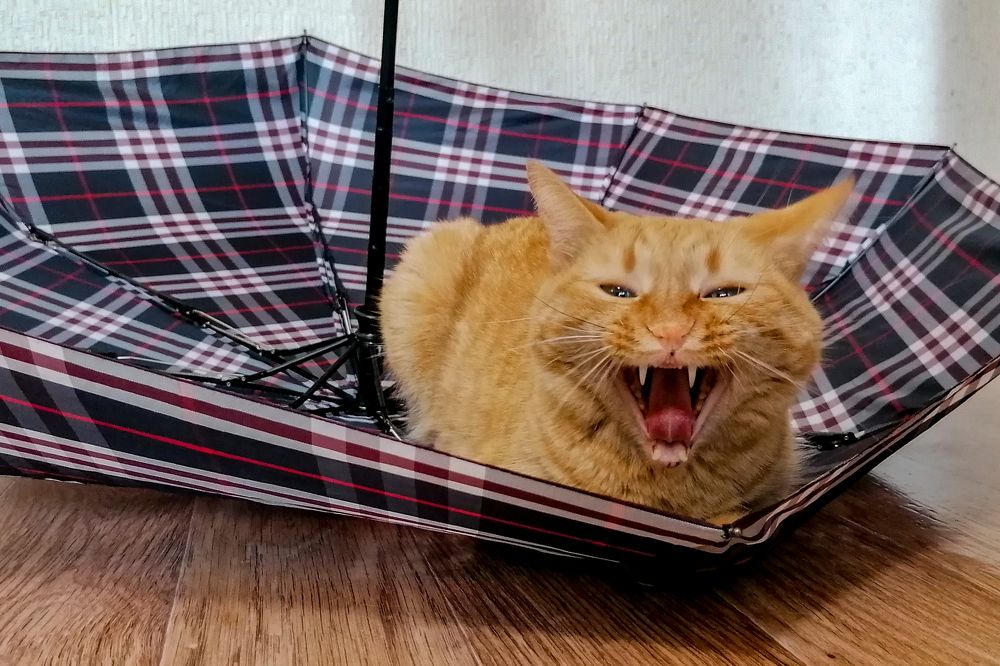 Photograph by Елена Швецова