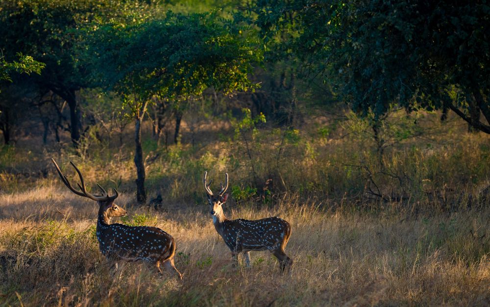 Фотография автора MITHUN KUMAR