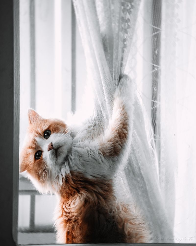 Photograph by Сергей Удовиченко