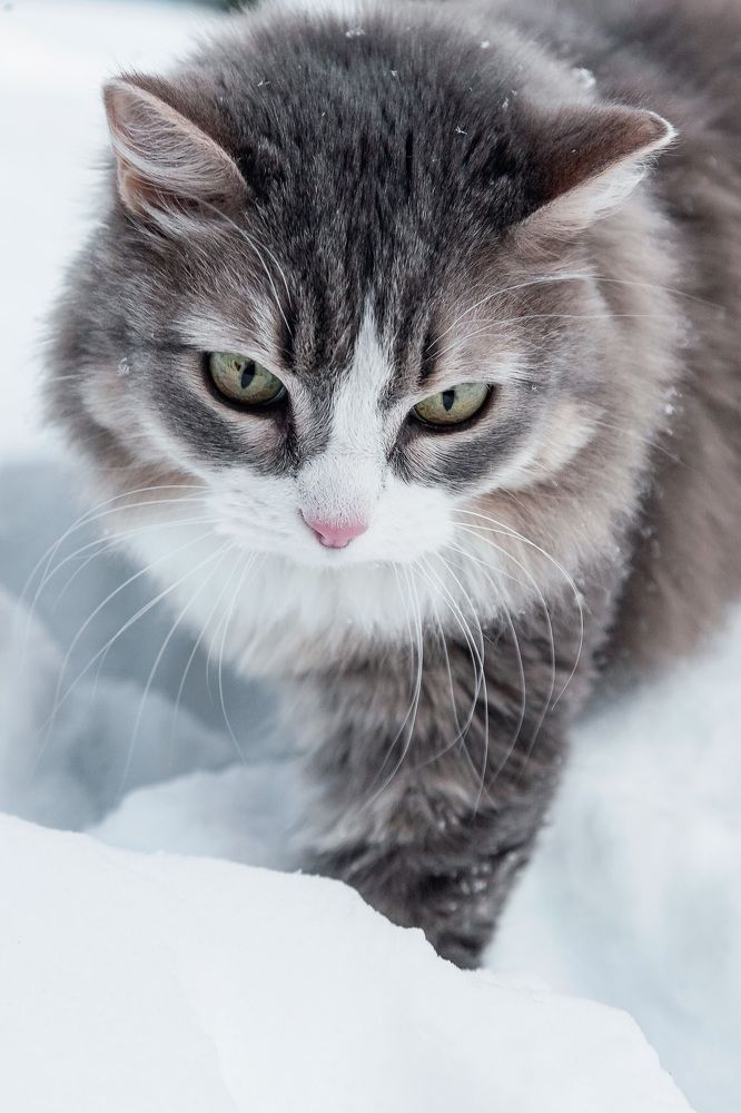 Фотография автора Альбина Кадочникова