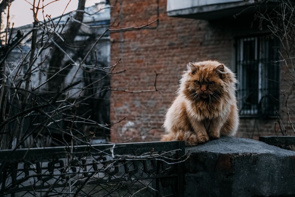 Photograph by Сергей Удовиченко