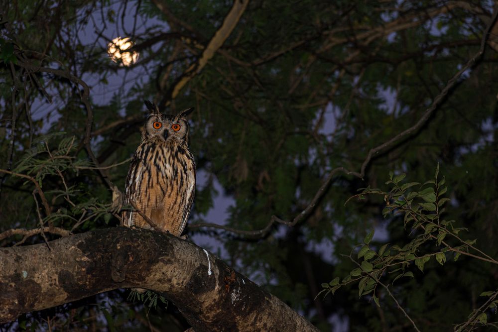 Photograph by Kshitij Patle