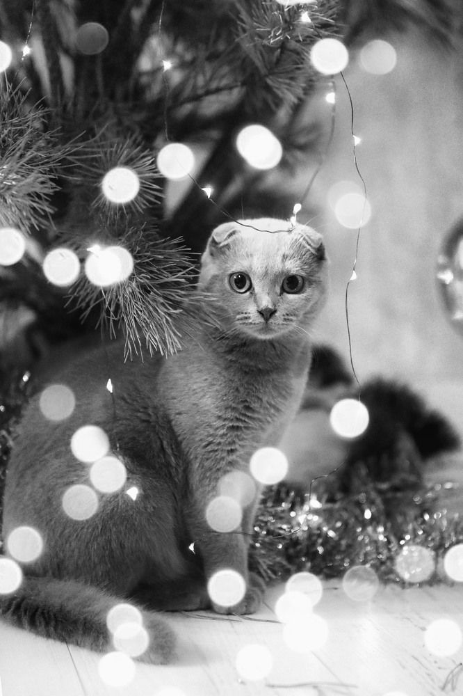 Photograph by Попова Светлана