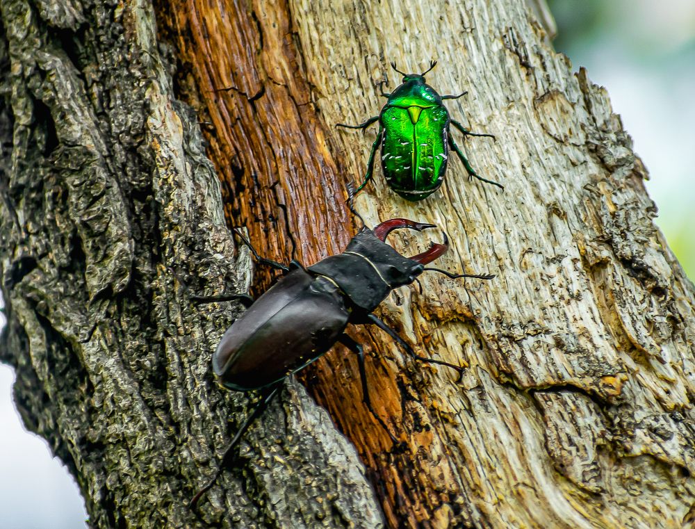 Фотография автора Савельев Алексей