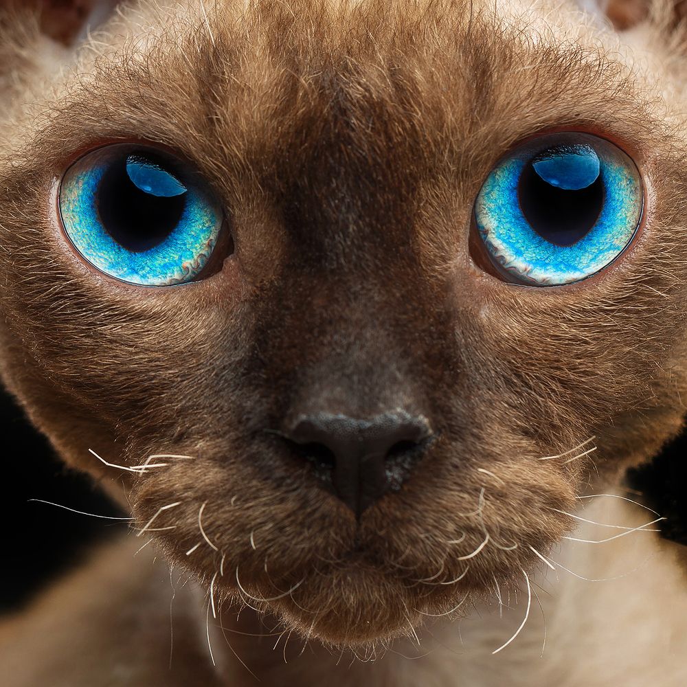 Photograph by Анна Мандрикян