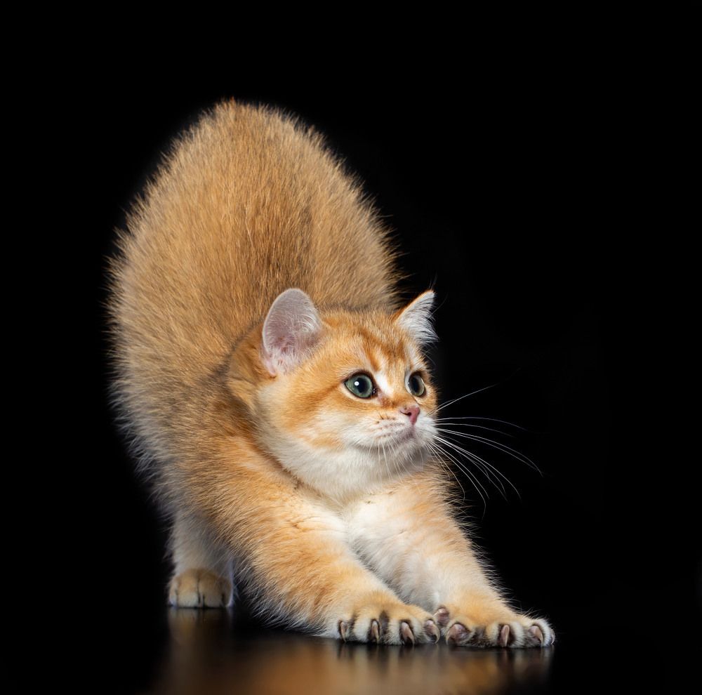 Photograph by Анна Мандрикян