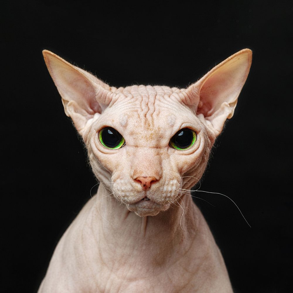 Photograph by Анна Мандрикян