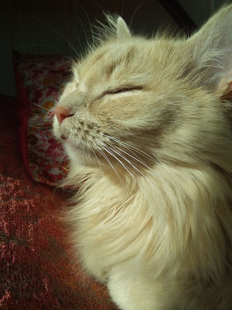 Photograph by Анастасия Кичигина