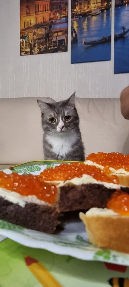 А меня кормят коричневыми камушками