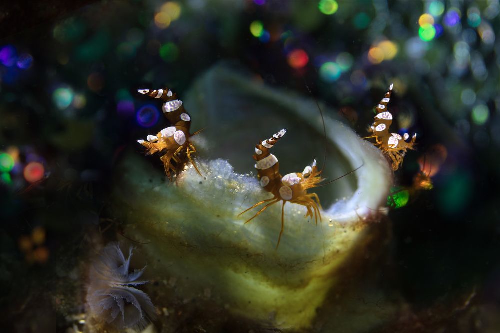 Photograph by Дериглазова Марина Владимировна